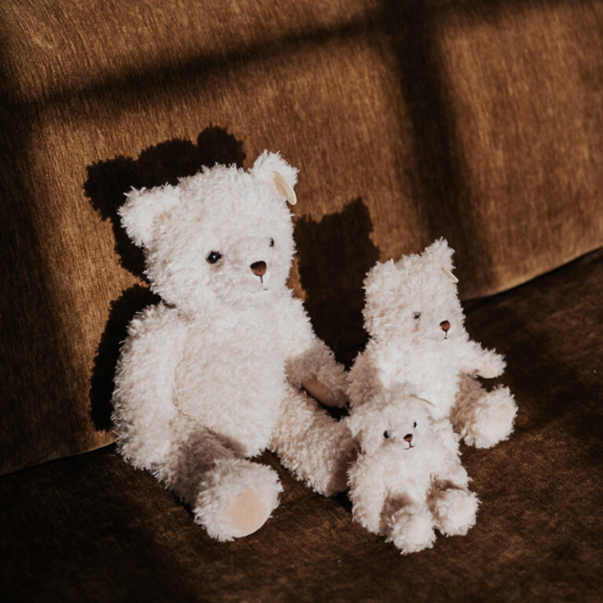 Walter the bear in a gift box