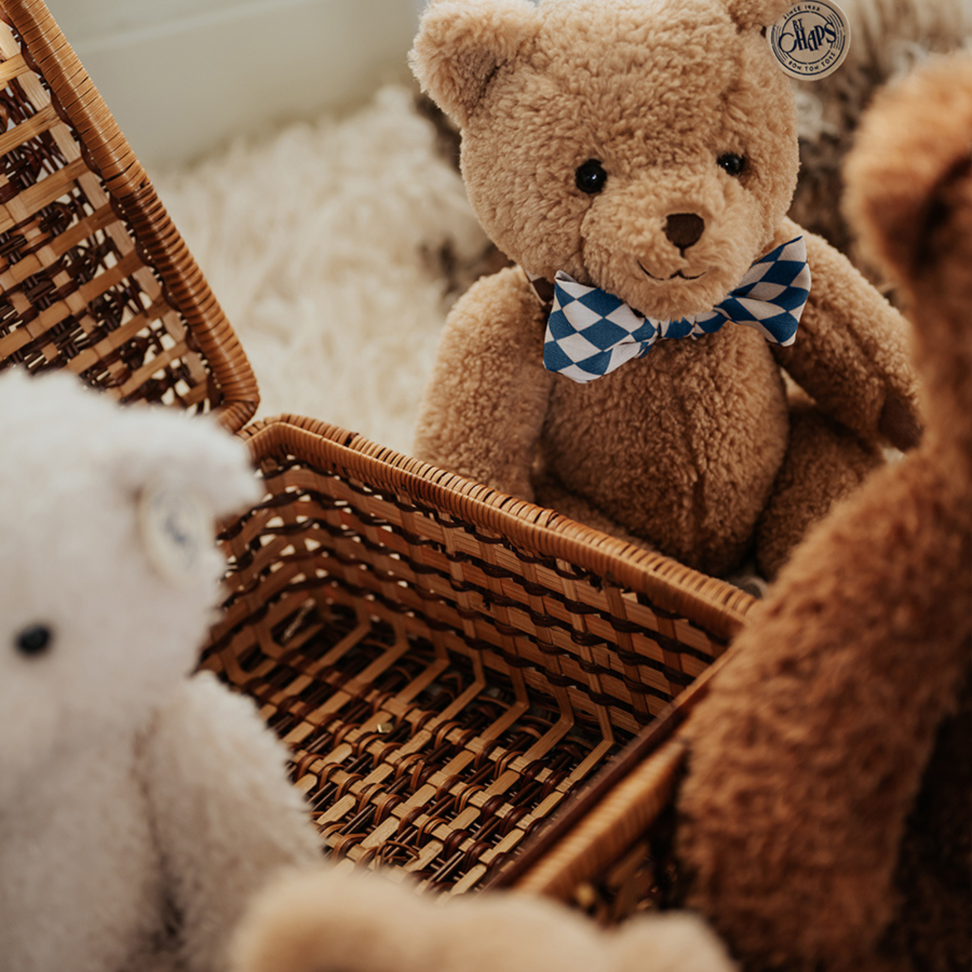 Norman the bear