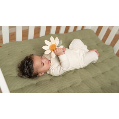 Little Dutch Rattle Flower