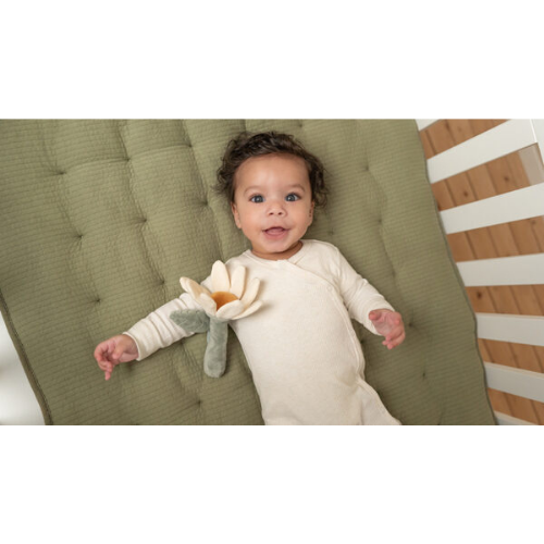 Little Dutch Rattle Flower