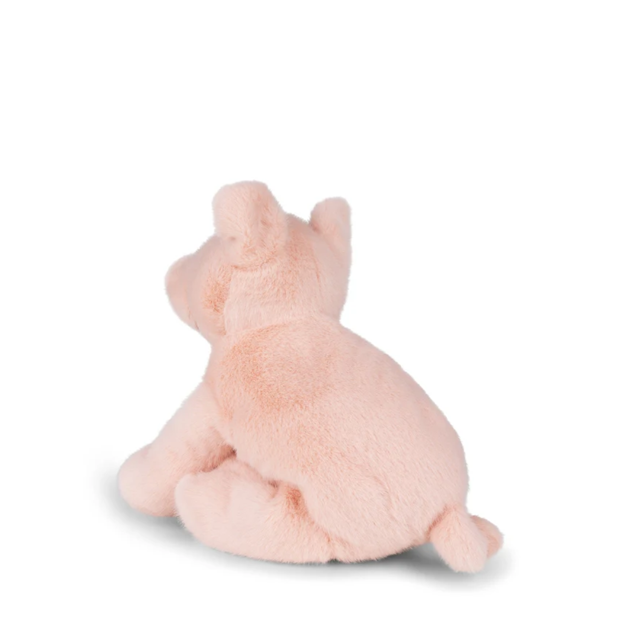 Little Pig- Paddy