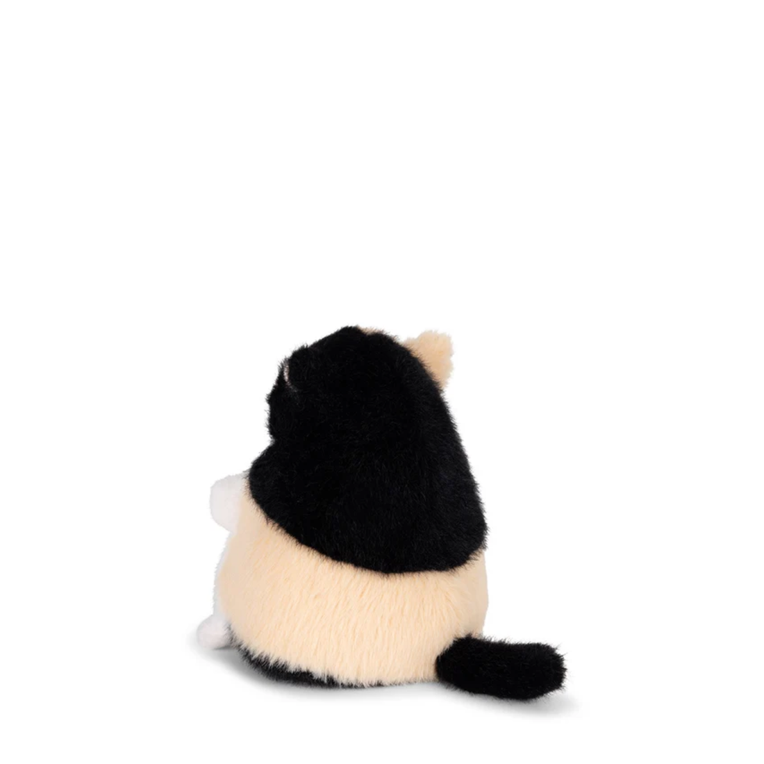 Katytė Sally the Calico