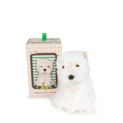 Scottish Terrier Timothy in a gift box