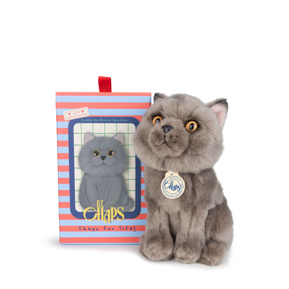 British shorthair Freddy in a gift box