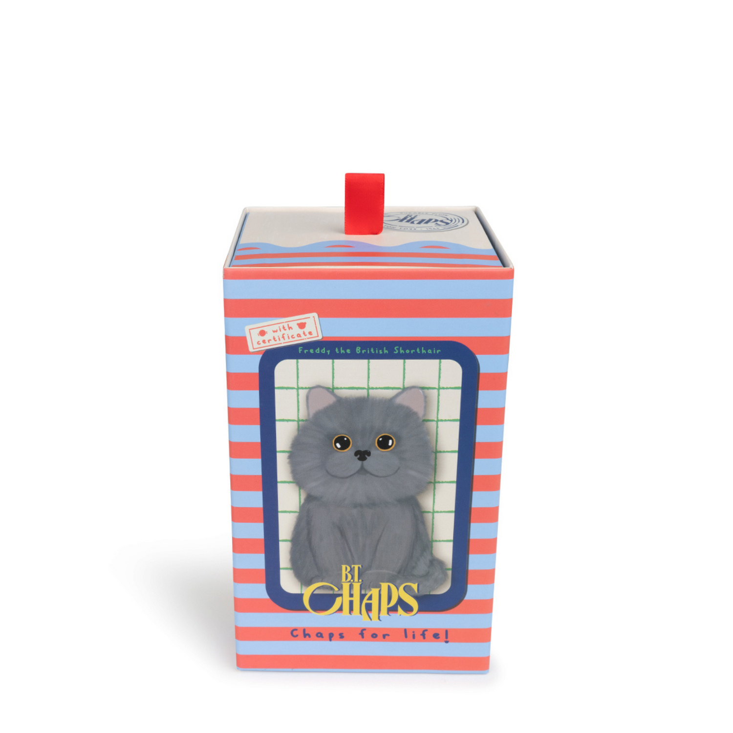 British shorthair Freddy in a gift box