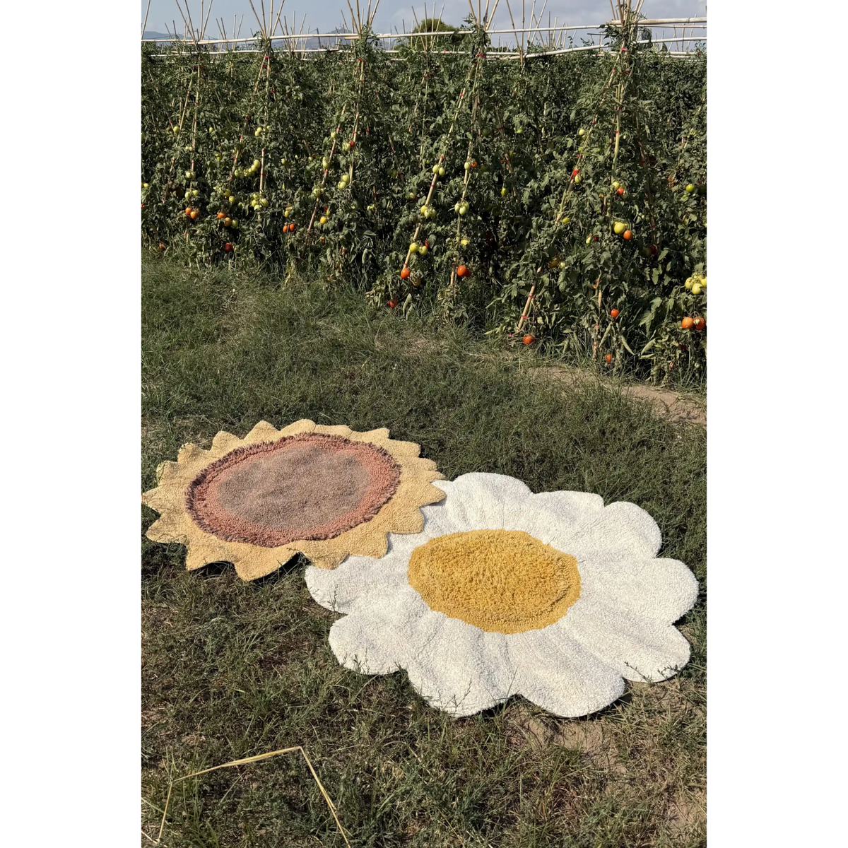 Kilimas Daisy
